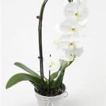 Beautiful Phalaenopsis Orchid Plants1