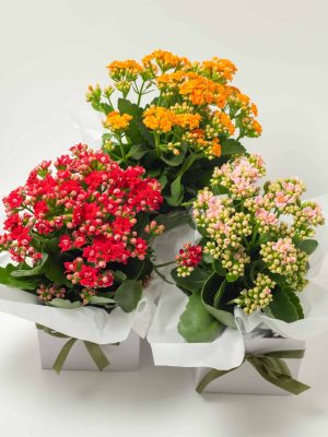 expressions-local-cambridge-hamilton-florist-delivery-kalenkohe-plant