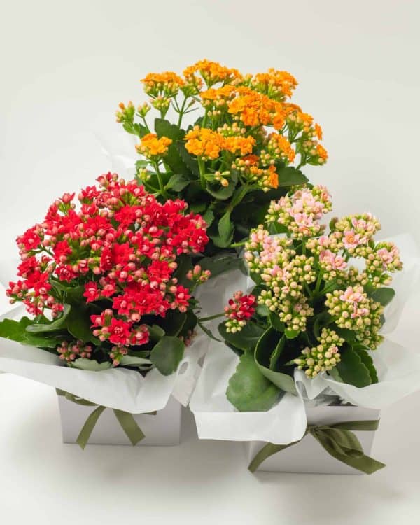 expressions-local-cambridge-hamilton-florist-delivery-kalenkohe-plant