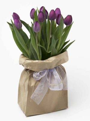 tulips-purple-seasonal-flowers-expressions-florist-cambridge-nz-hamilton