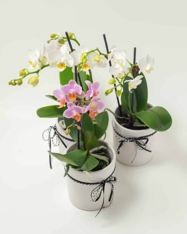 expressions-mini-moth-orchid-phalaenopsis-orchid-local-cambridge-hamilton-florist