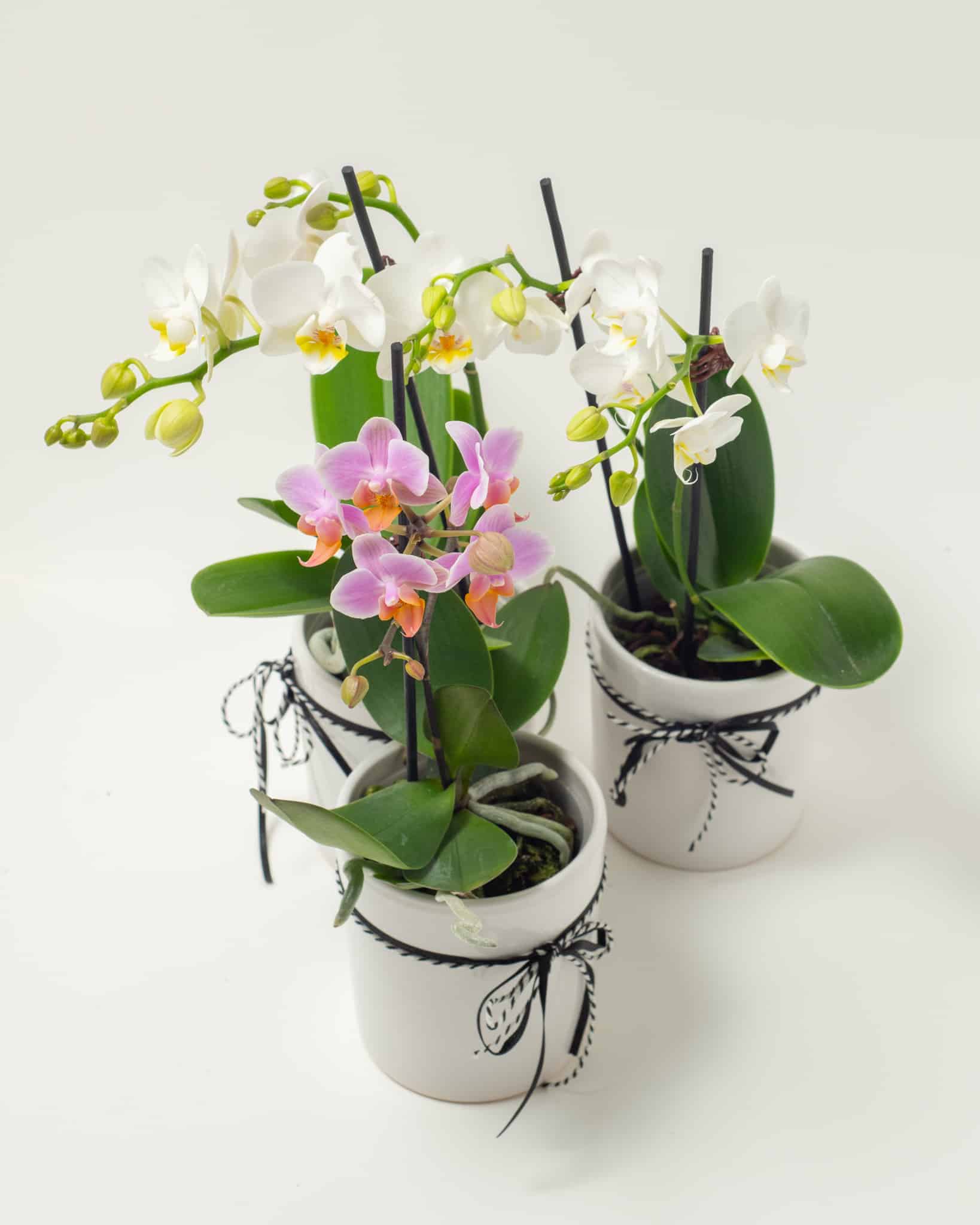 セール公式店 melt the lady moth orchid mini knit | www.butiuae.com