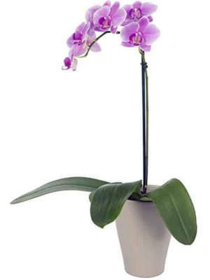mini-moth-phalaenopsis-orchid-expressions-florist
