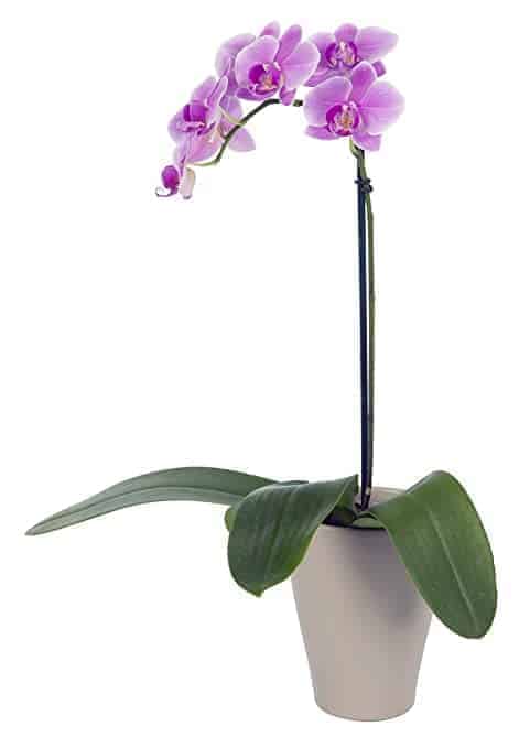 mini-moth-phalaenopsis-orchid-expressions-florist