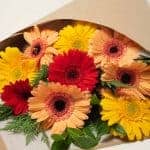 expressions-local-cambridge-hamilton-florist-delivery-bright-gerbera-flower-bouquet