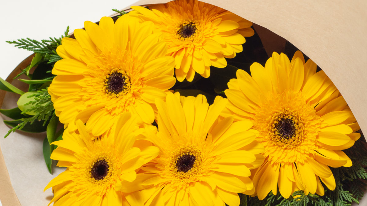 Yellow Gerbera Flower Bouquet | Hamilton | Cambridge | Florist