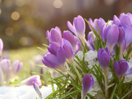 Top-5-Flower-Gifting-Occasions-in-Winter-Expressions-Cambridge-NZ