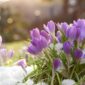 Top-5-Flower-Gifting-Occasions-in-Winter-Expressions-Cambridge-NZ