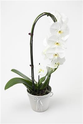 Beautiful Phalaenopsis Orchid Plants - Image 1