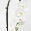 Beautiful Phalaenopsis Orchid Plants - Thumbnail Image 2