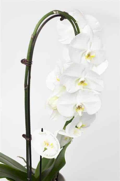 Beautiful Phalaenopsis Orchid Plants - Image 2