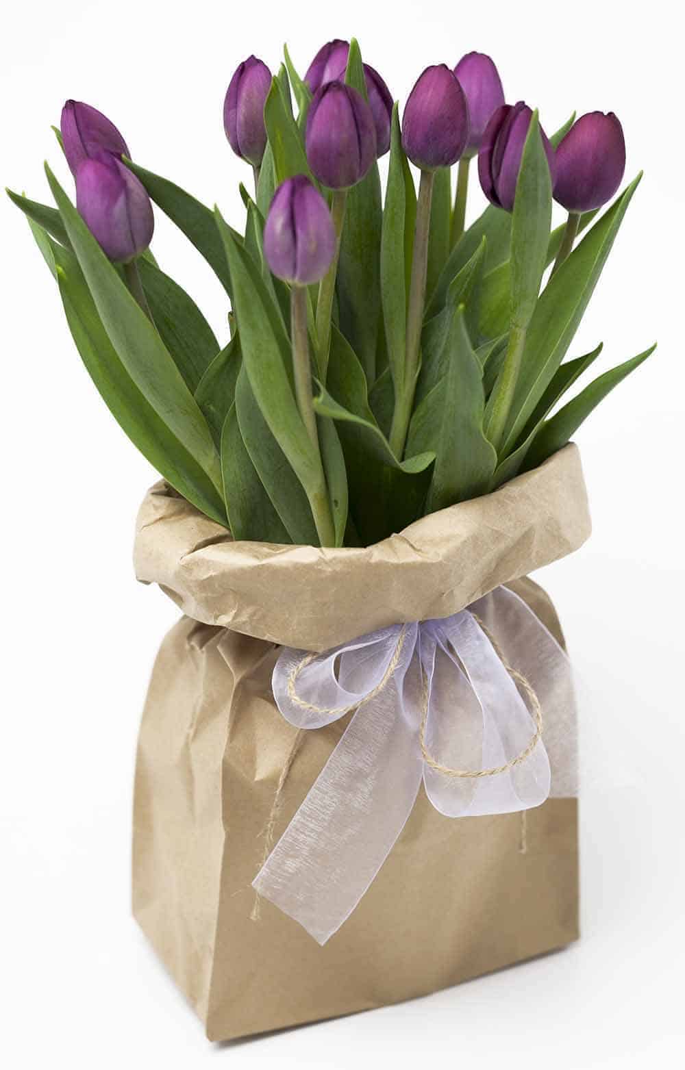 Funky Bagged Tulips