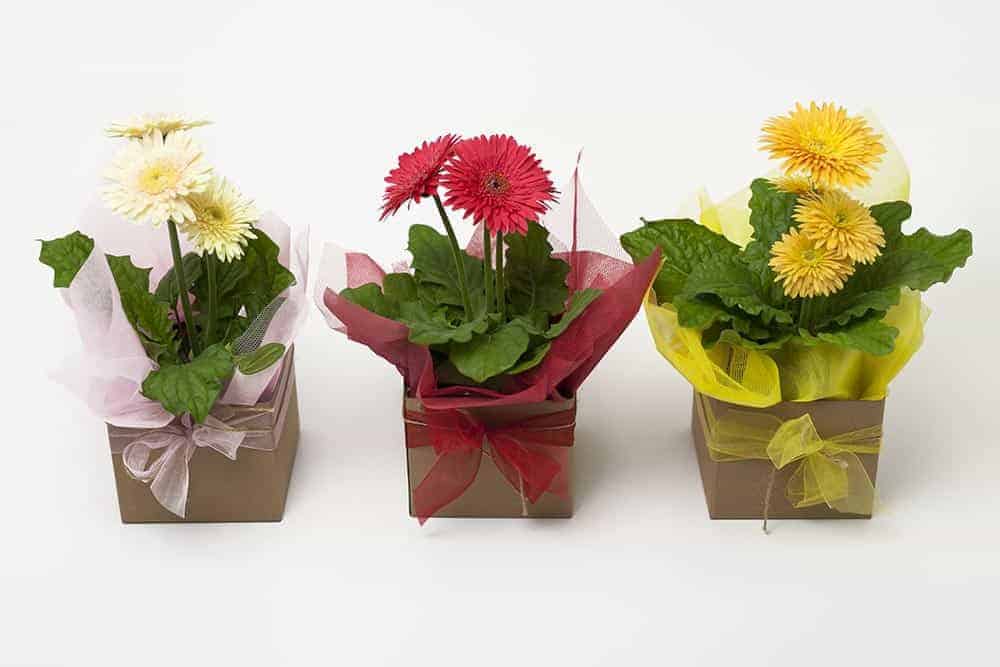 Gerbera Plant - Image 1