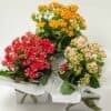 expressions-local-cambridge-hamilton-florist-delivery-kalenkohe-plant