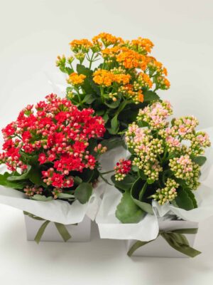 expressions-local-cambridge-hamilton-florist-delivery-kalenkohe-plant