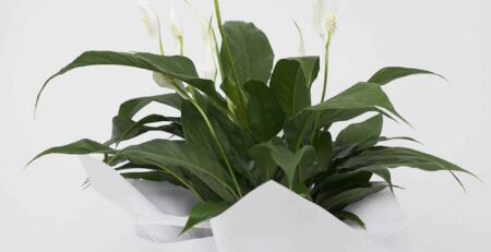 Peace lily for sale at Expressions florist Cambridge, with white flowers in a pot