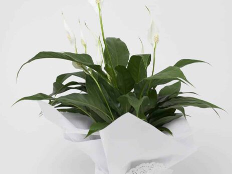 Peace lily for sale at Expressions florist Cambridge, with white flowers in a pot