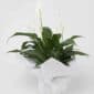 Peace lily for sale at Expressions florist Cambridge, with white flowers in a pot
