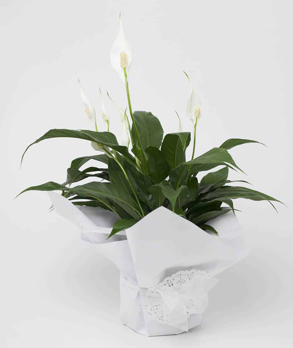 Peace lily for sale at Expressions florist Cambridge, with white flowers in a pot